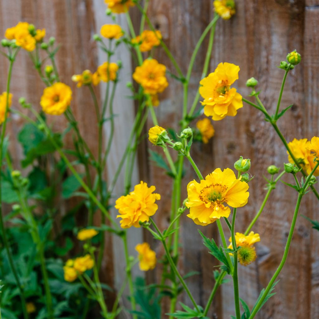 Geum Lady Stratheden seeds - avens