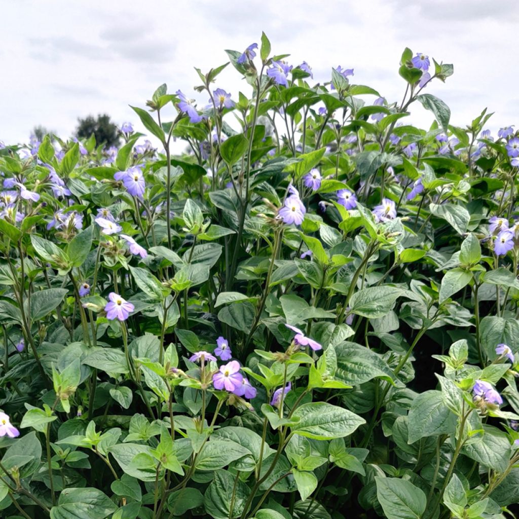 Browallia americana Blue Lady seeds - Jamaican forget-me-not