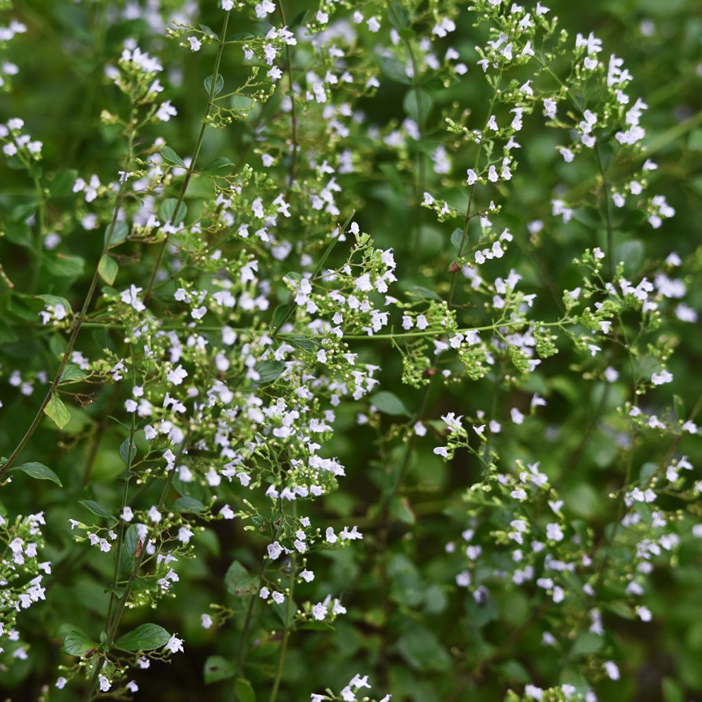 Calamintha nepeta - Lesser Calamint seeds