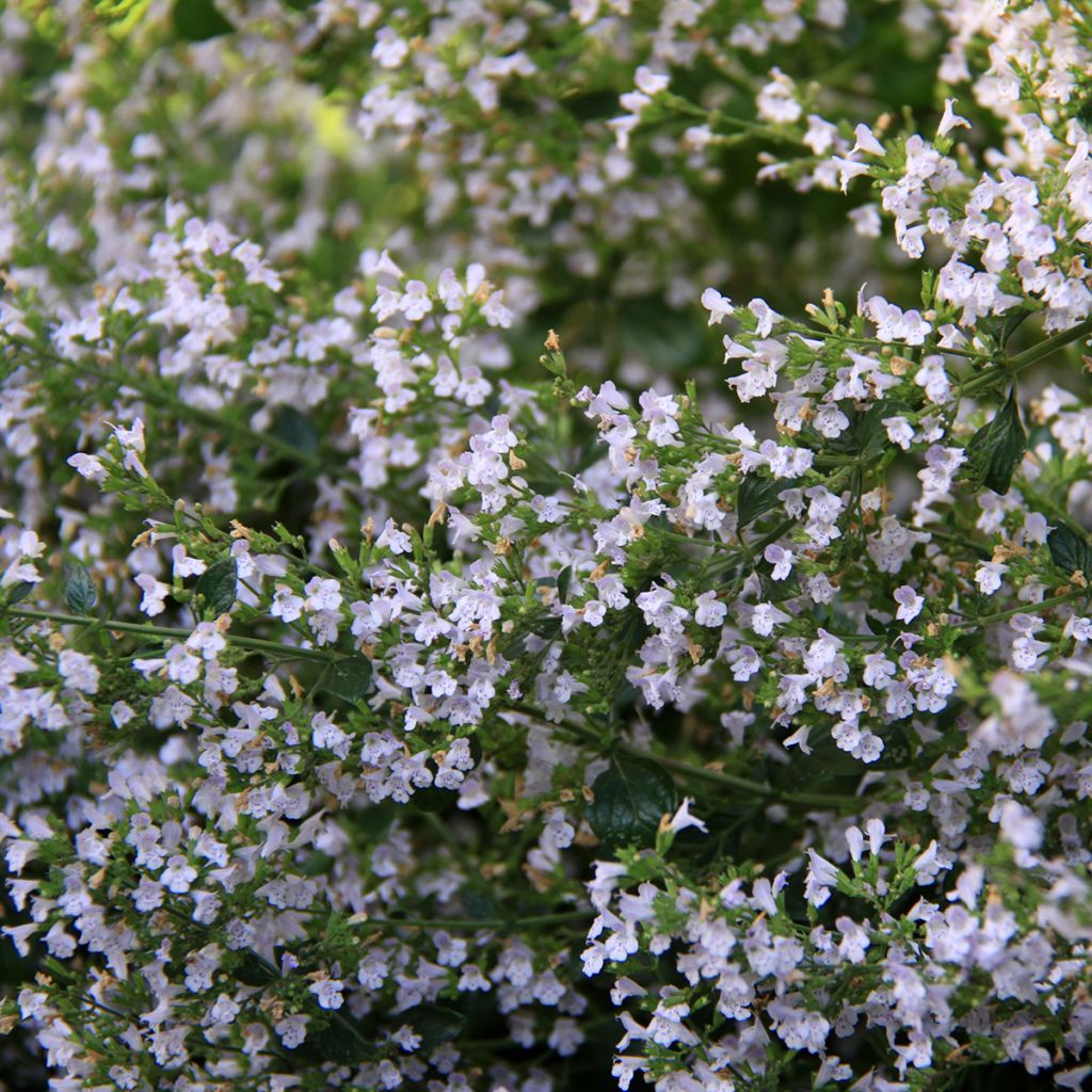 Calamintha nepeta - Lesser Calamint seeds