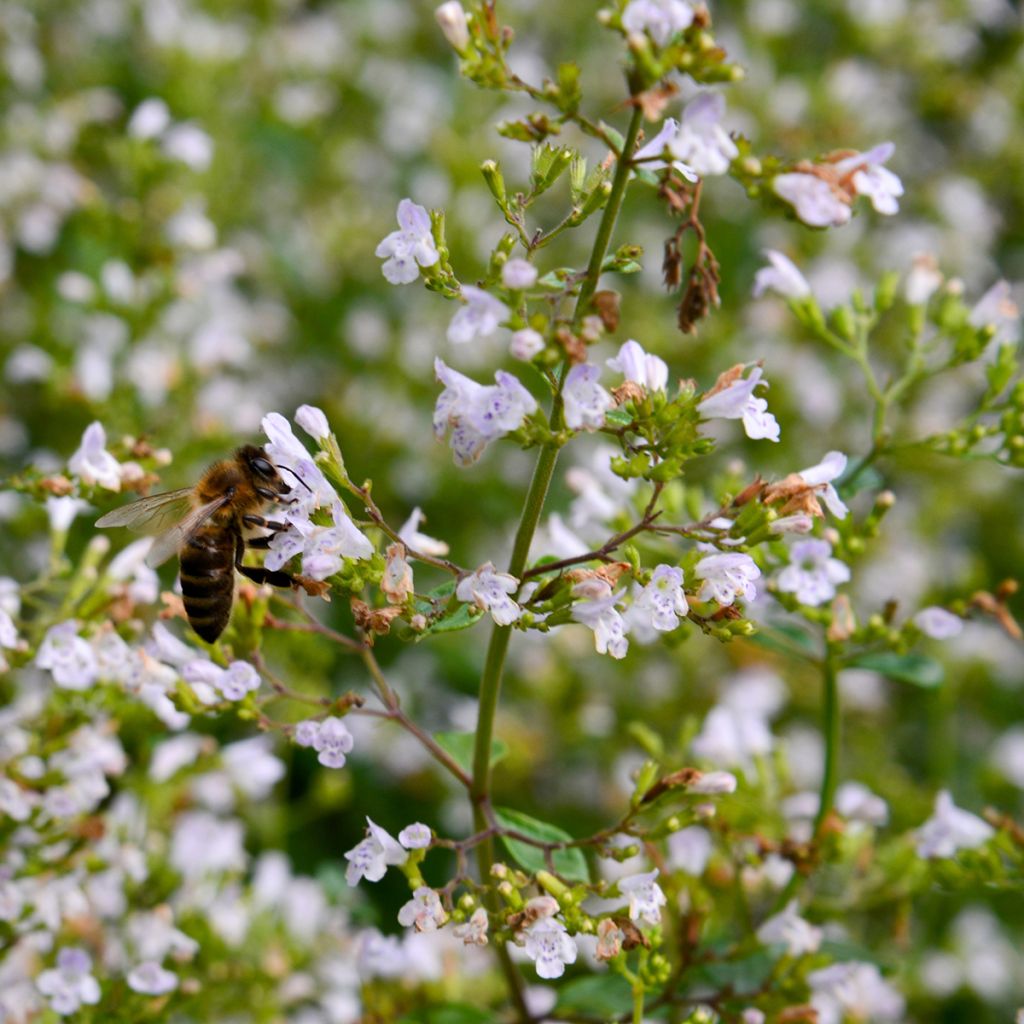 Calamintha nepeta - Lesser Calamint seeds