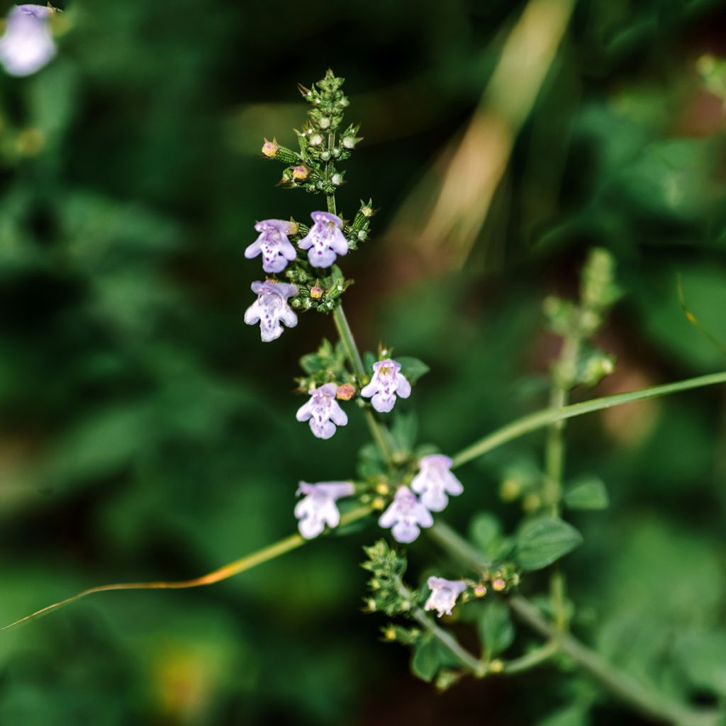 Calamintha nepeta - Lesser Calamint seeds