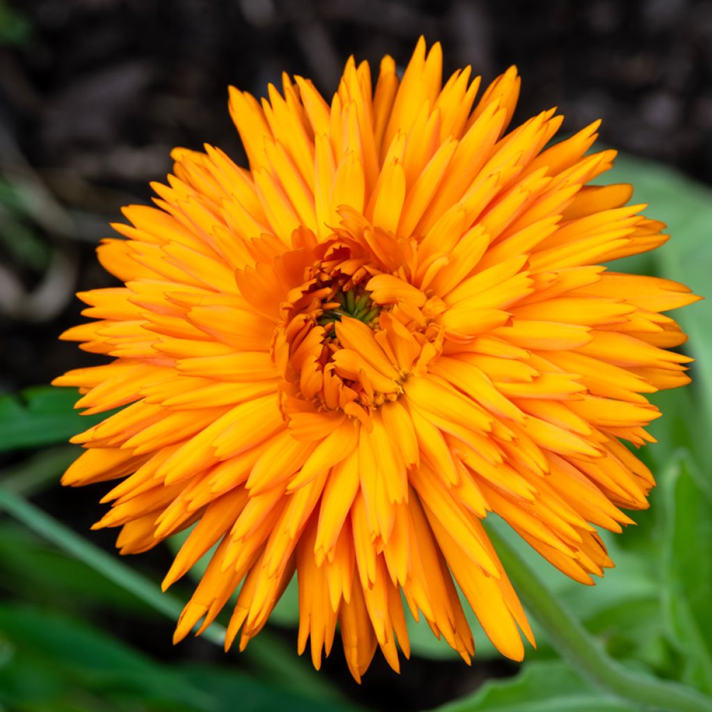 Seeds of Calendula officinalis Calexis Orange - Garden Marigold