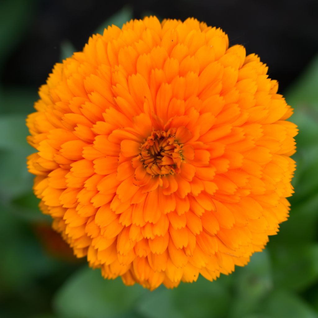 Calendula officinalis Candyman Orange Seeds - Pot Marigold