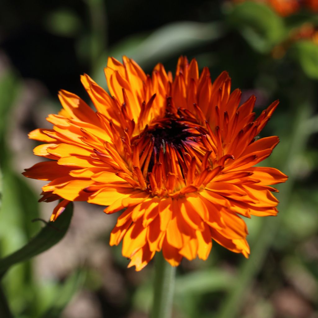 Calendula officinalis Neon Seeds - Pot Marigold