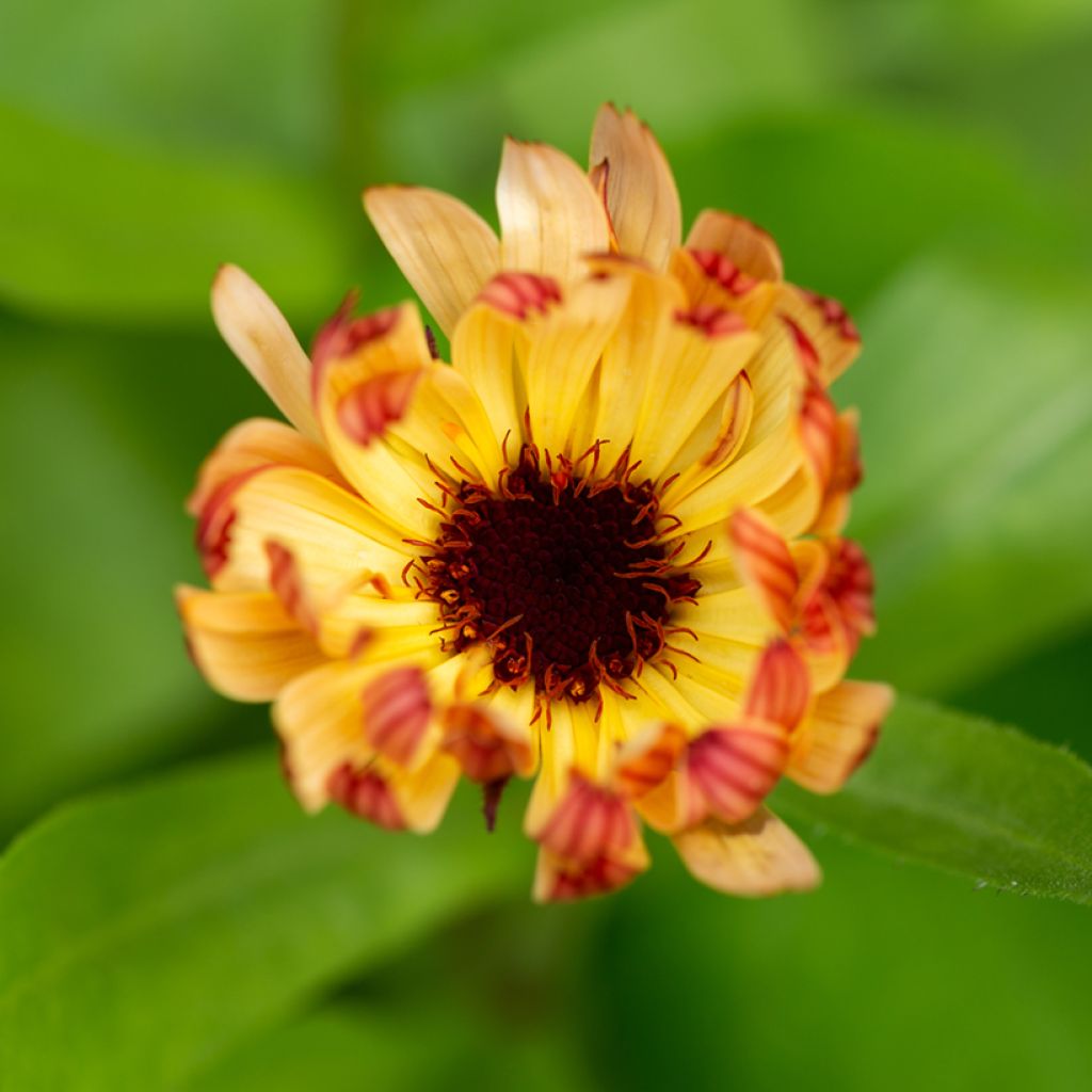 Calendula officinalis Sherbet Fizz Seeds - Pot Marigold