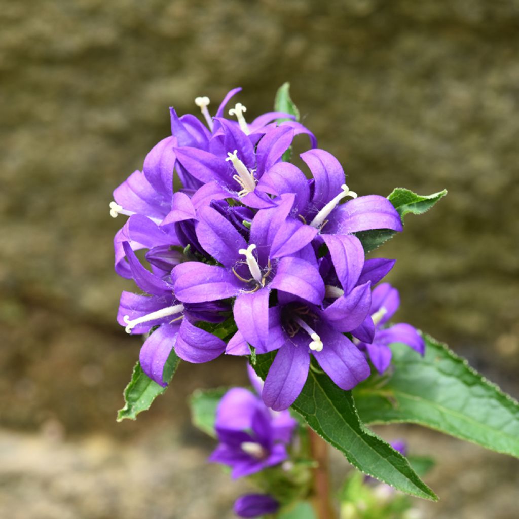 Campanula glomerata Superba - Campanule agglomérée Superba, Campanule à bouquets Superba