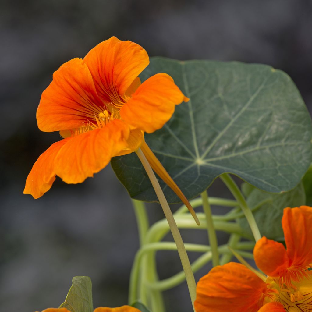 Tropaeolum Baby Orange - Dwarf Nasturtium Seeds