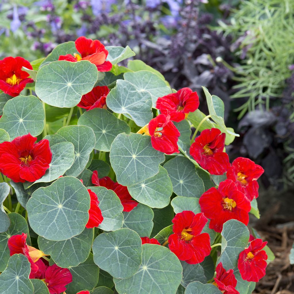 Tropaeolum Baby Red - Nasturtium