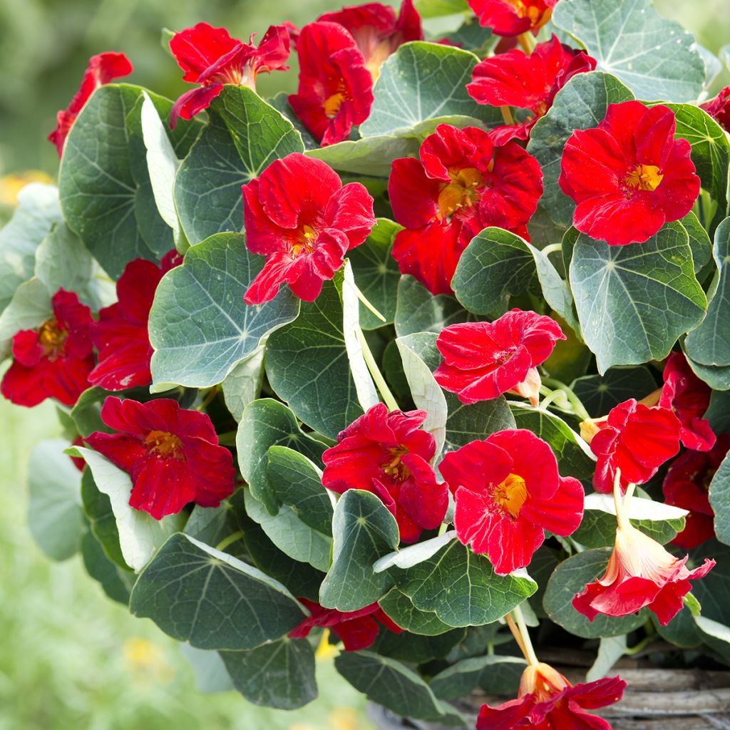 Tropaeolum Baby Red - Nasturtium