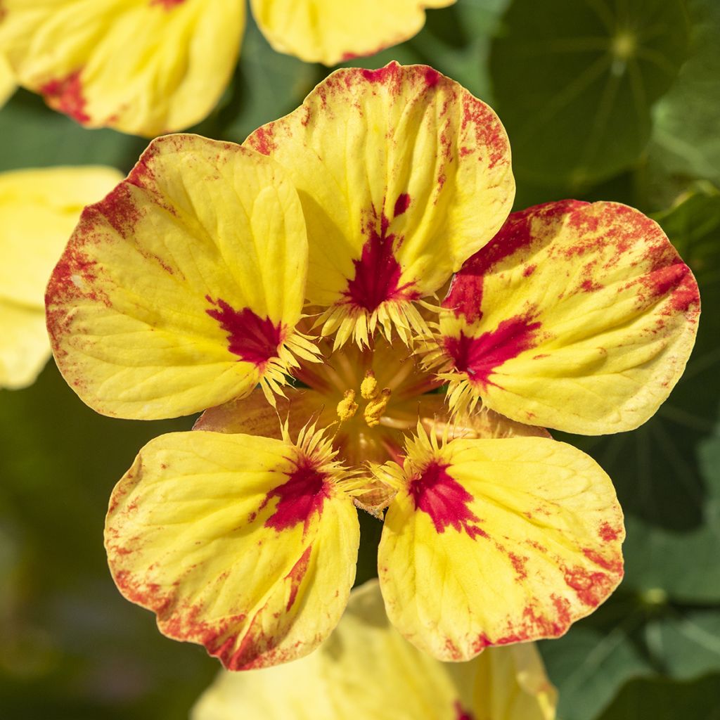 Tropaeolum majus Ice Cream Sundae