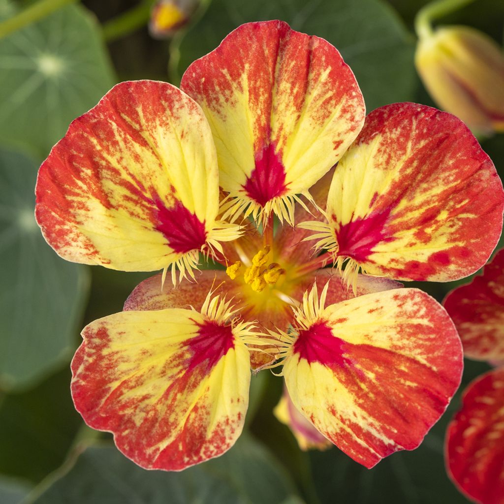 Tropaeolum majus Ice Cream Sundae