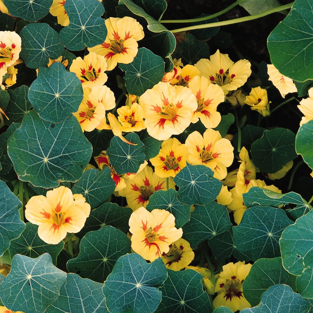 Tropaeolum majus Peach Melba Superior  Seeds - Nasturnium