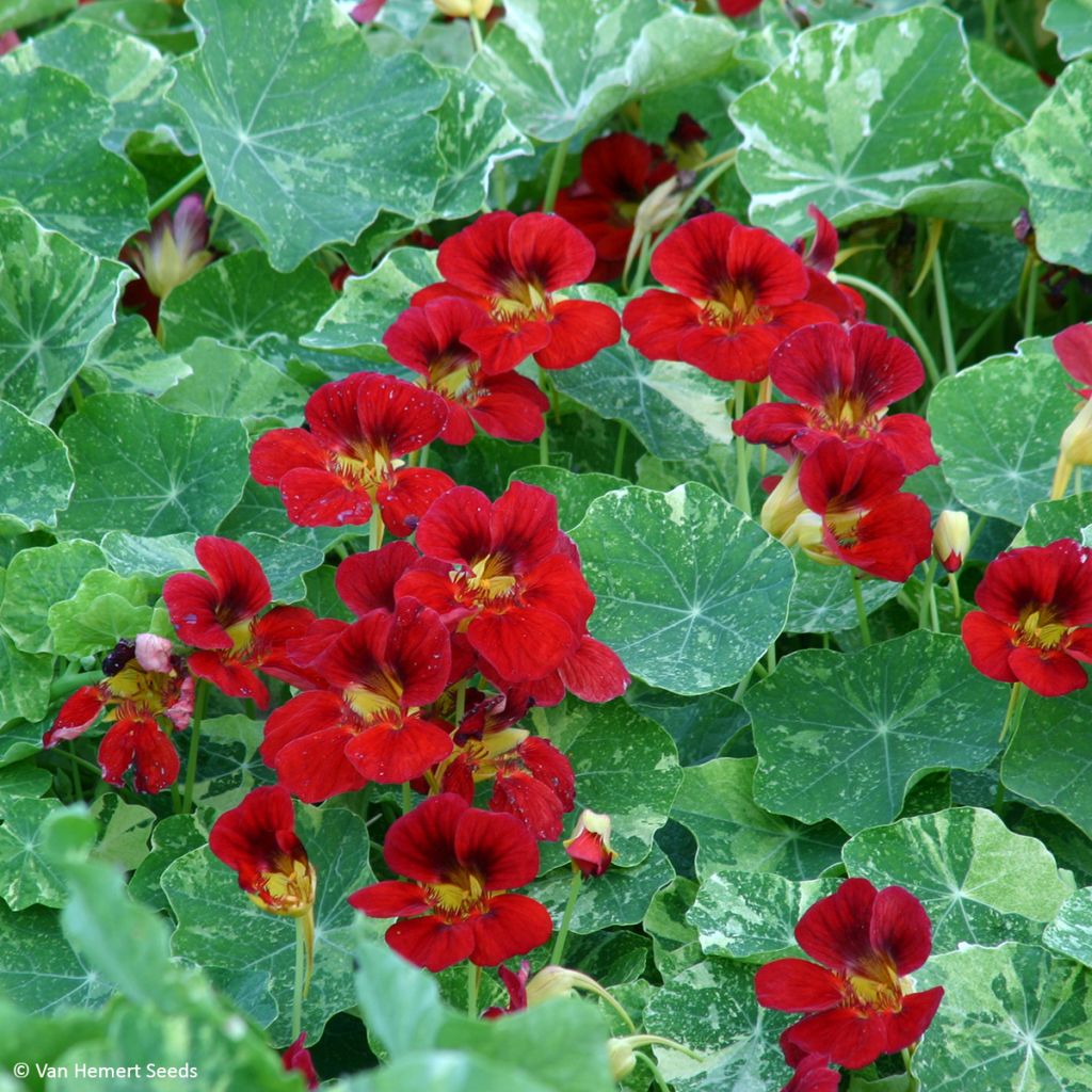 Tropaeolum Troika Red - Nasturtium