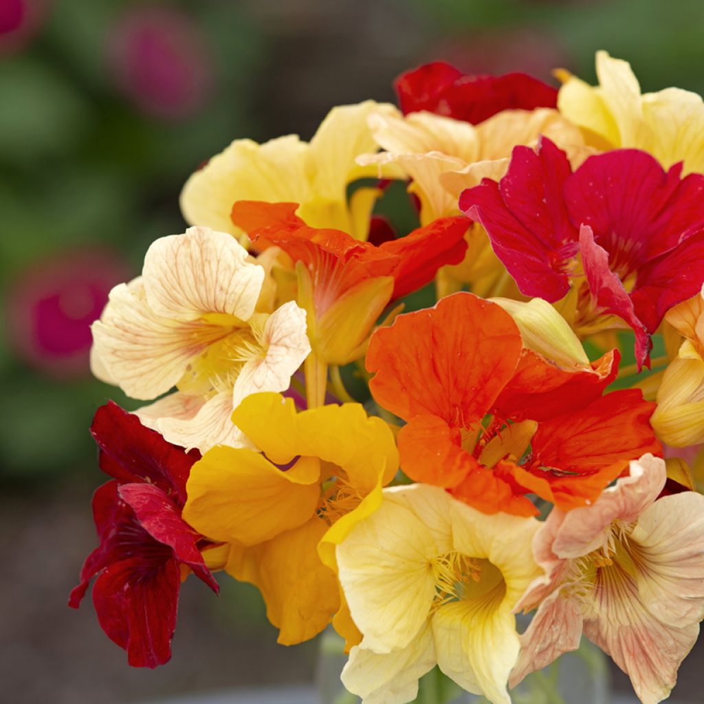 Tropaeolum Tip Top Formula Mixture Seeds - Nasturnium