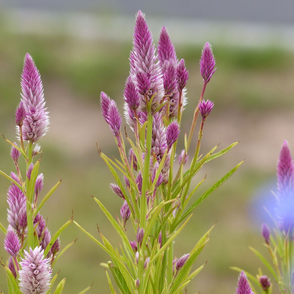 Celosia argentea Flamingo Feather - Silver cock's combseeds