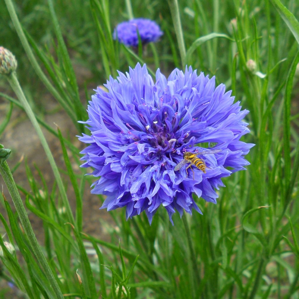 Cornflower Blue Boy Seeds - Centaurea cyanus