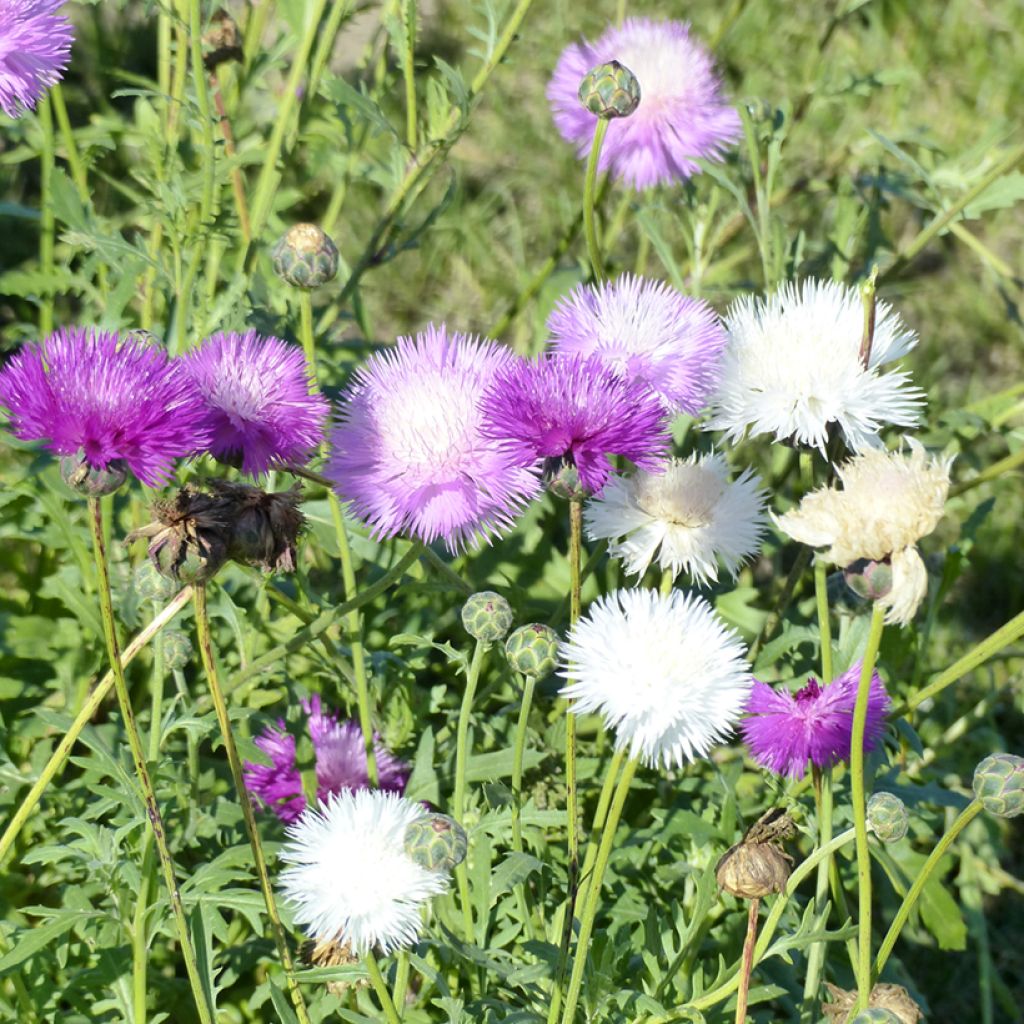 Centaurea moschata Mix seeds - Sweet sultan, musk thistle