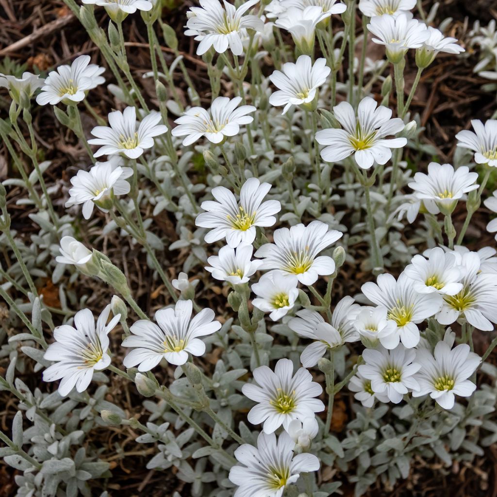 Cerastium tomentosum var. columnae - seeds