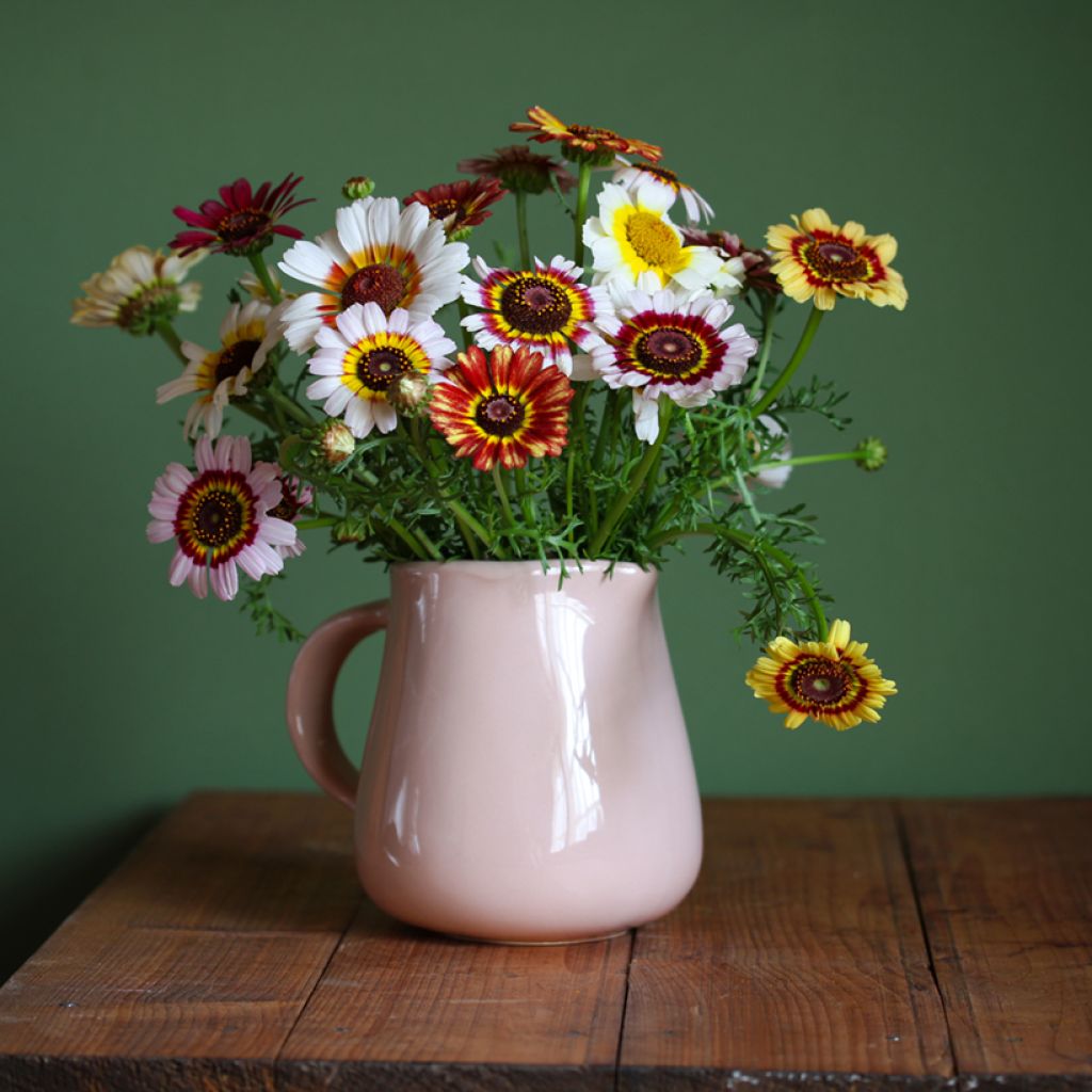 Chrysanthemum carinatum Rainbow - Tricolour Daisy