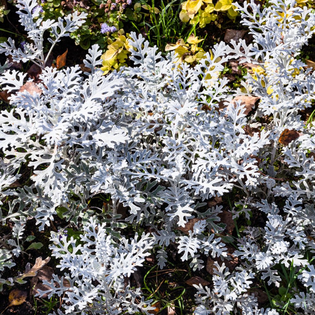 Senecio cineraria Silver Dust