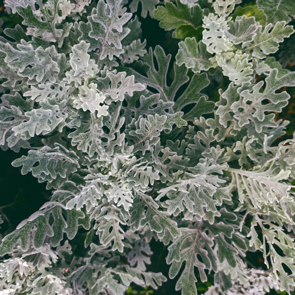 Senecio cineraria Silver Dust