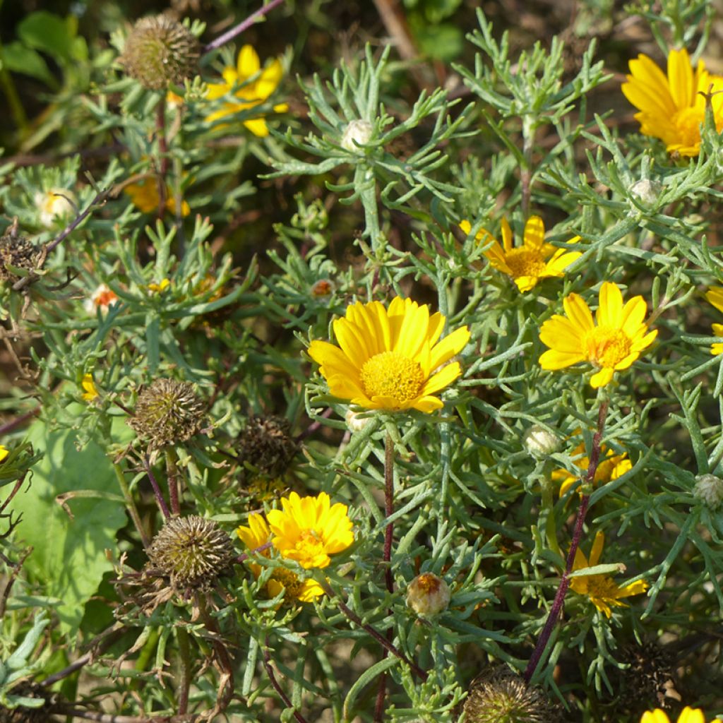 Cladanthus arabicus Golden Crown Seeds