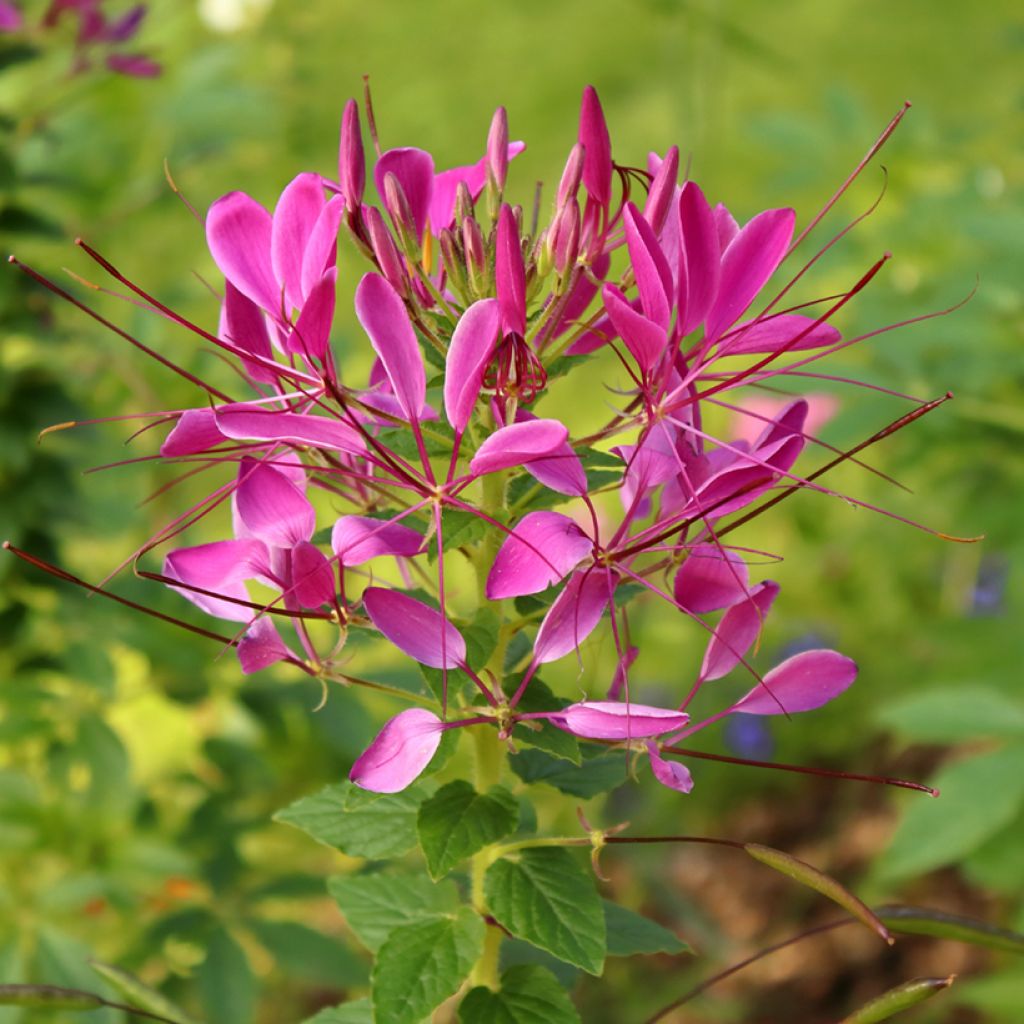 Cleome spinosa Cherry Queen Seeds - Spider plant