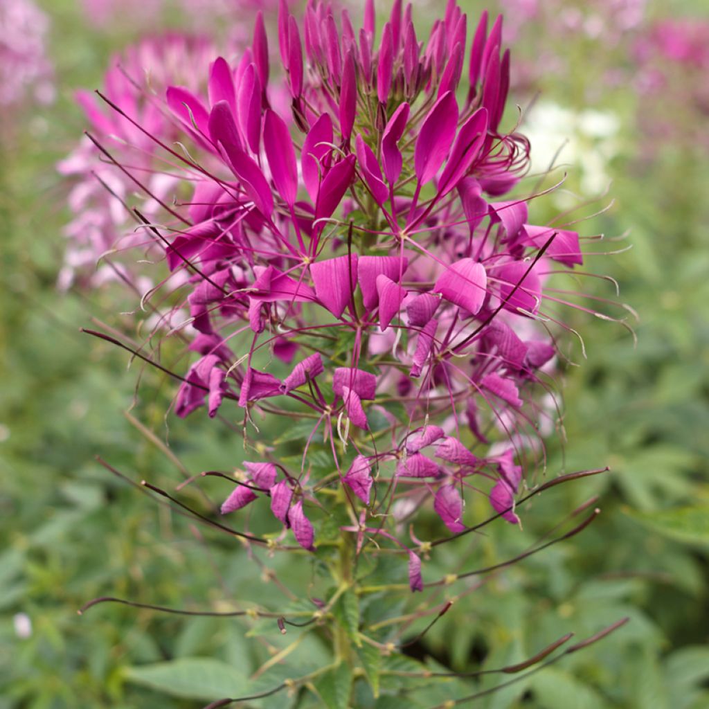 Cleome spinosa Violet Queen Seeds - Spider Plant