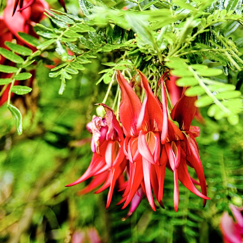 Clianthus puniceus - Lobster claw seds