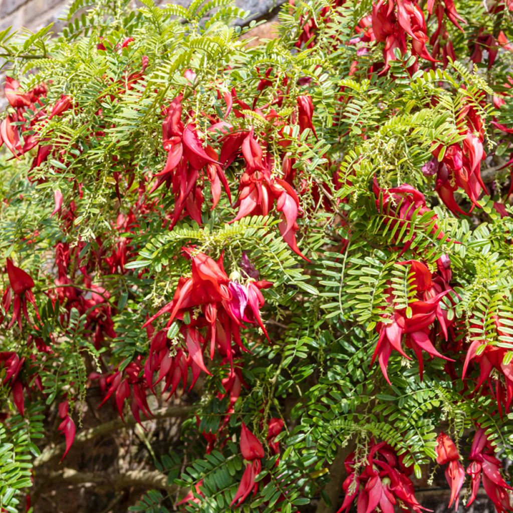 Clianthus puniceus - Lobster claw seds