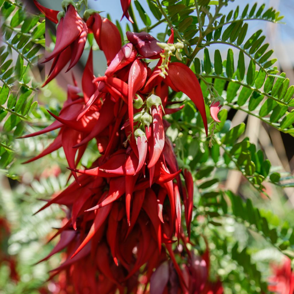 Clianthus puniceus - Lobster claw seds