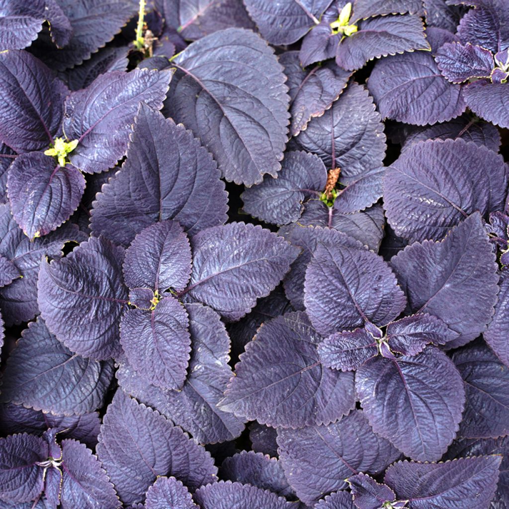 Coleus blumei Palisandra Seeds - Solenostemon scutellaroides