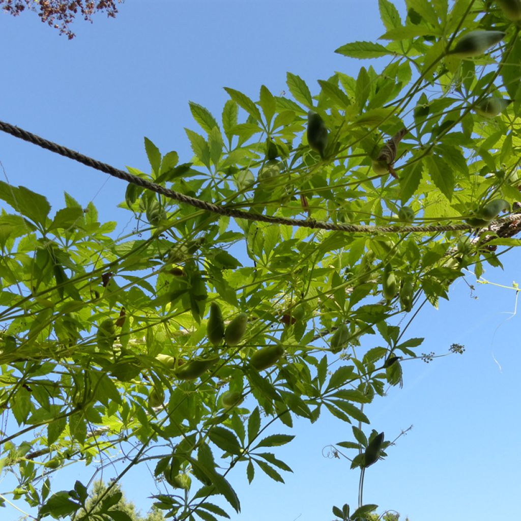 Cyclanthera pedata seeds - Caigua