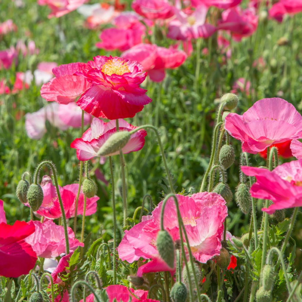 Poppy Falling in Love mix Seeds - Papaver rhoeas