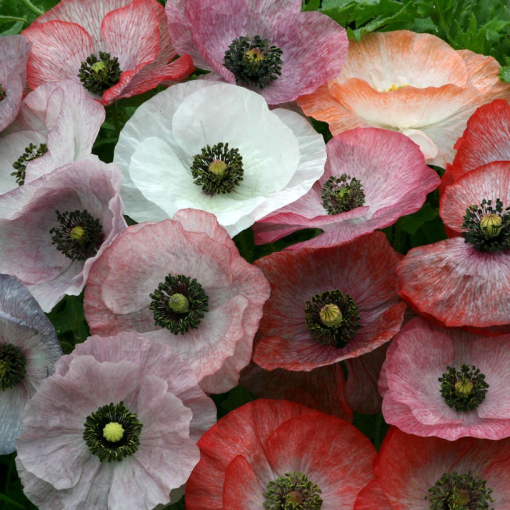 Papaver rhoeas Parelmoer