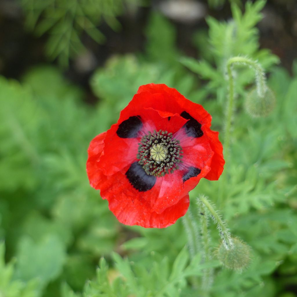 Ladybird poppy Seeds - Papaver commutatum Ladybird