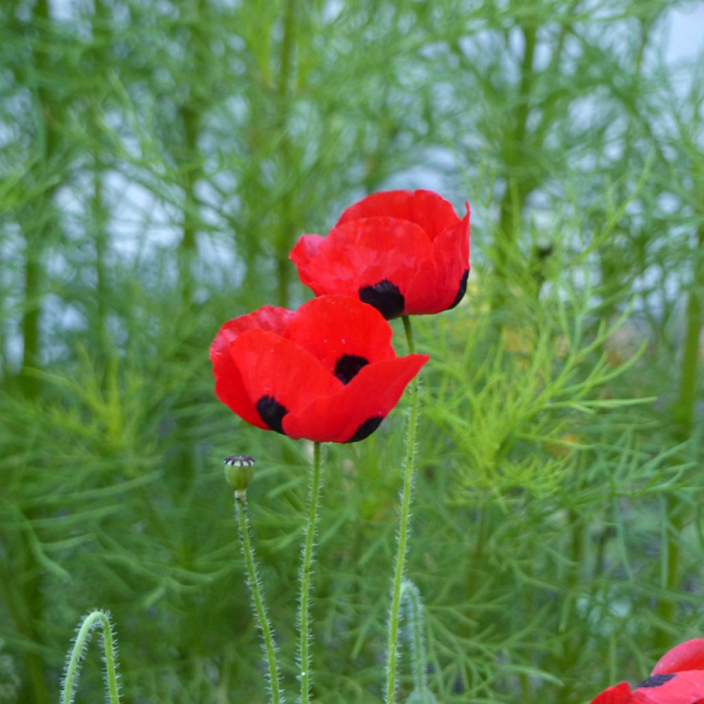 Ladybird poppy Seeds - Papaver commutatum Ladybird