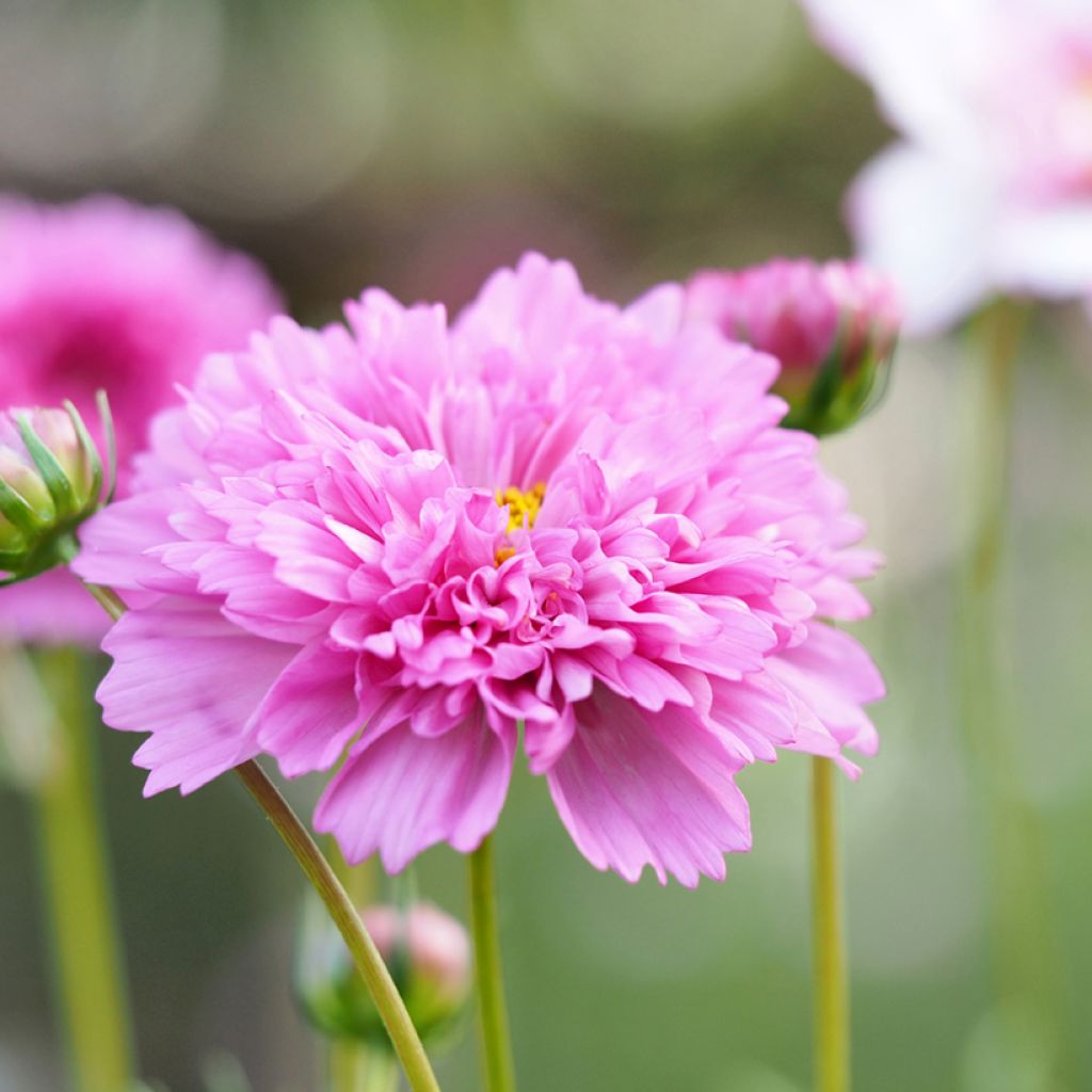 Cosmos bipinnatus Double Click Rose Bonbon Seeds