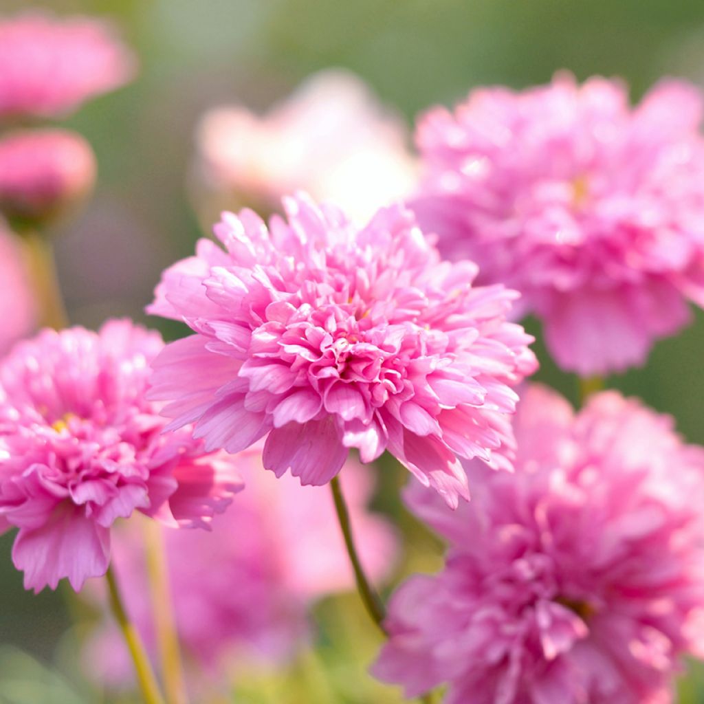 Cosmos bipinnatus Double Click Rose Bonbon Seeds