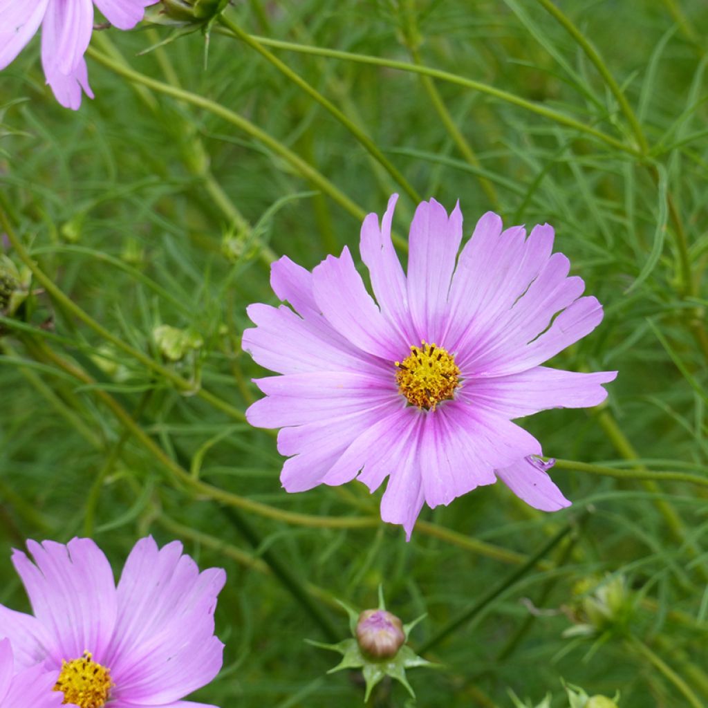 Cosmos Pink Popsocks seeds - Cosmos bipinnatus