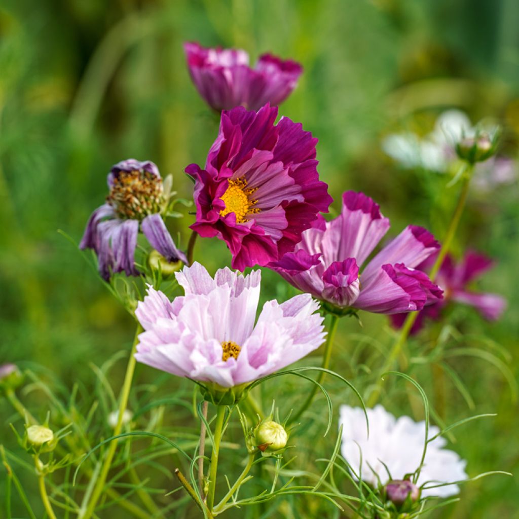 Cosmos Seashells Mixed Seeds - Cosmos bipinnatus