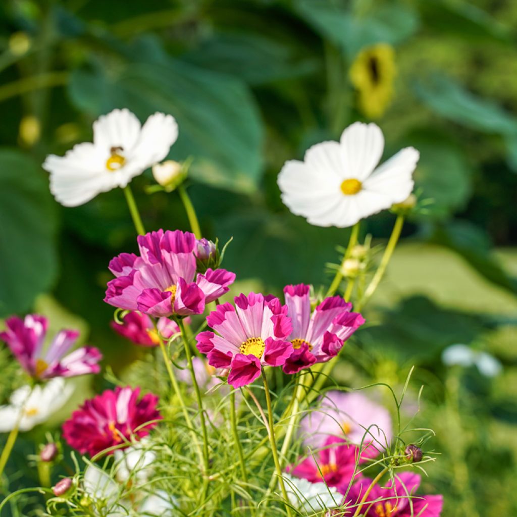 Cosmos Seashells Mixed Seeds - Cosmos bipinnatus