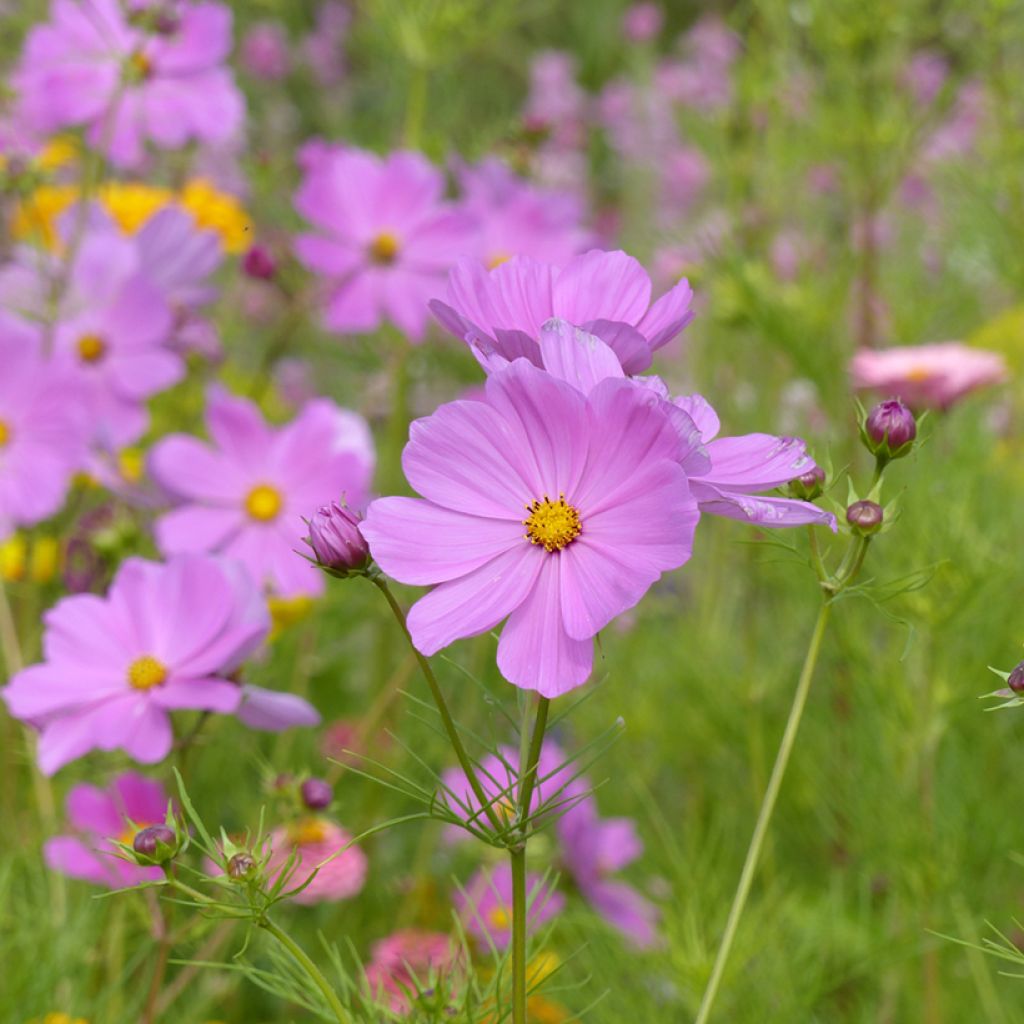 Cosmos bipinnatus Sensation Pinkie seeds - Garden Cosmos