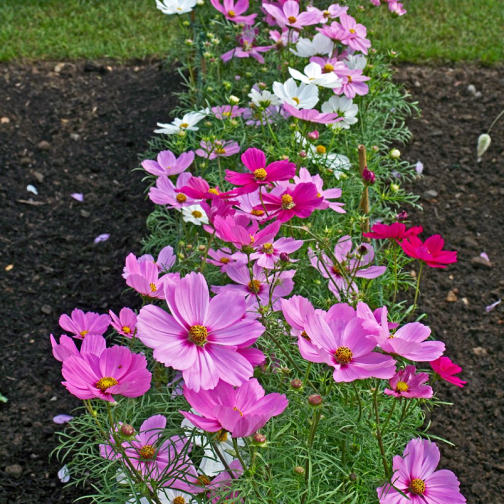 Cosmos Sonata Series Mixed Seeds - Cosmos bipinnatus