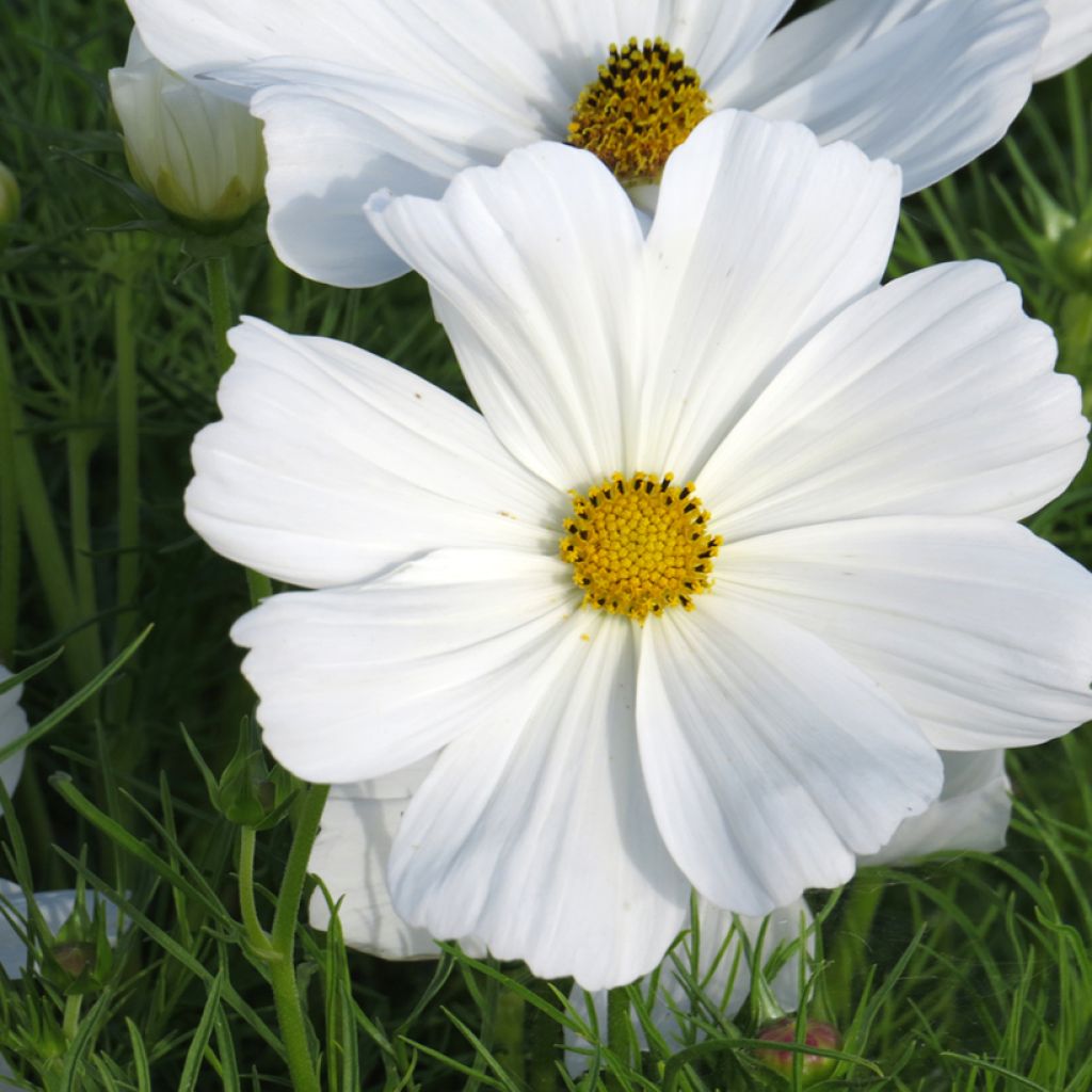 Cosmos bipinnatus Sonata White - Garden Cosmos