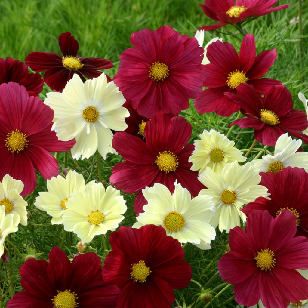 Cosmos Xanthos and Rubinato mix seeds - Cosmos bipinnatus