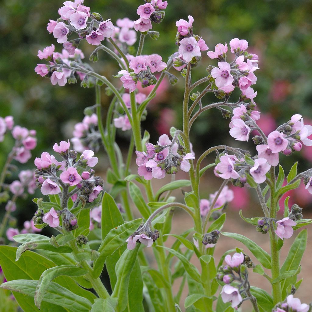 Cynoglossum zeylanicum Mystery Rose - Ceylon hound's tongue seeds