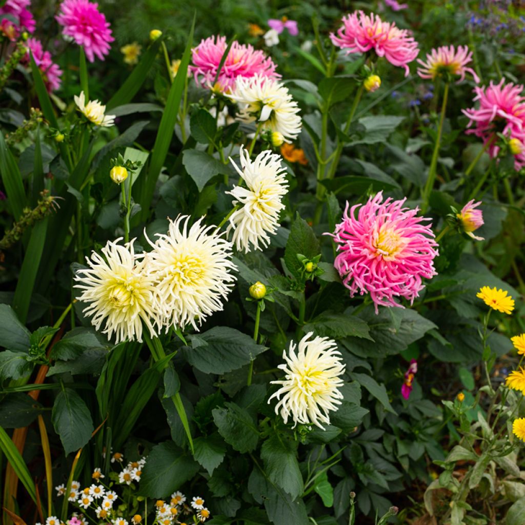 Dahlia Cactus Hybrids Mix seeds