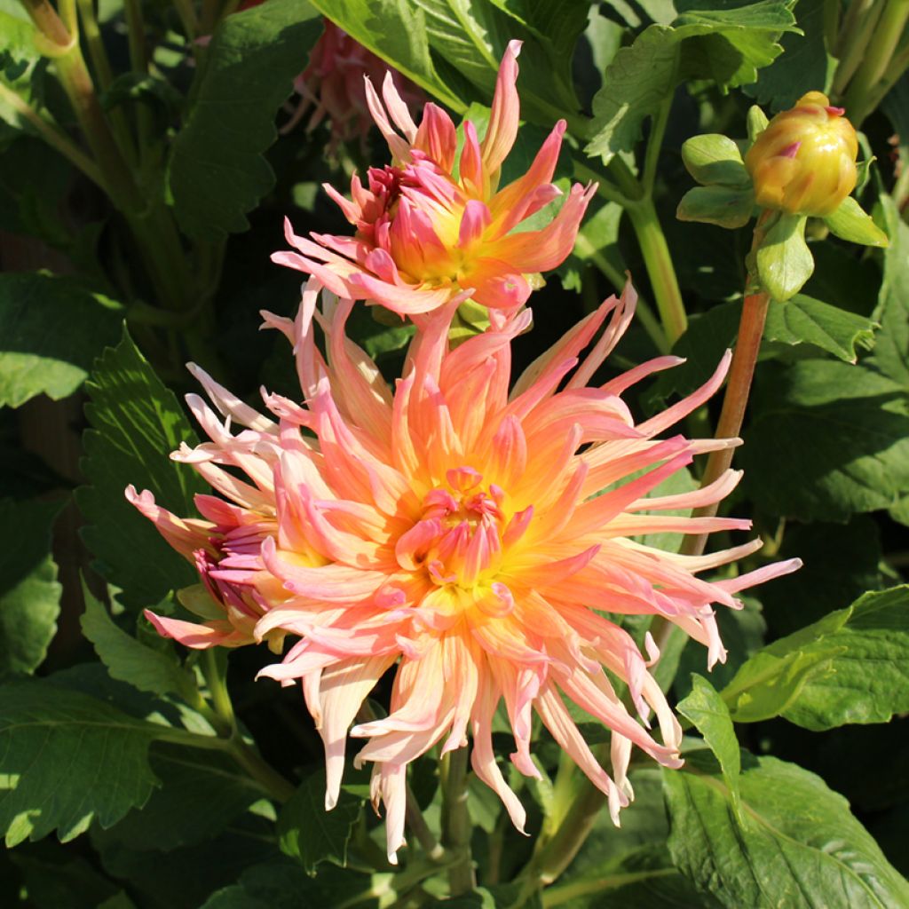 Dahlia Cactus Hybrids Mix seeds